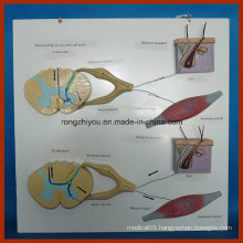 Hanging Human Connection Model of Signal and Reflex